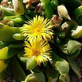Glottiphyllum longum
